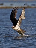 _MG_4410crop Osprey.jpg