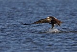 _MG_4412 Osprey.jpg