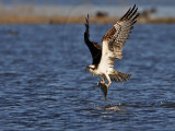 _MG_4414 Osprey.jpg