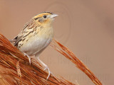 _MG_2238 Le Contes Sparrow.jpg