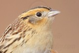 _MG_2238crop Le Contes Sparrow.jpg