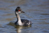 _MG_2408 Eared Grebe.jpg