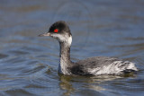 _MG_2410 Eared Grebe.jpg