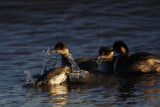 _MG_4655 Eared Grebe.jpg