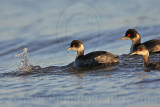 _MG_4718 Eared Grebe.jpg