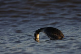 _MG_4777 Eared Grebe.jpg