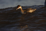 _MG_4797 Eared Grebe.jpg