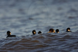 _MG_4925 Eared Grebe.jpg