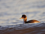 _MG_4990 Eared Grebe.jpg