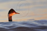 _MG_5431 Eared Grebe.jpg