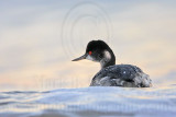 _MG_5585 Eared Grebe.jpg