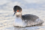 _MG_5635 Eared Grebe.jpg