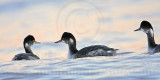 _MG_5719 Eared Grebe.jpg