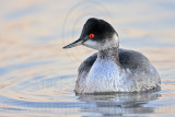 _MG_5851 Eared Grebe.jpg