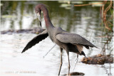 aigrette bleue - little blue heron.JPG