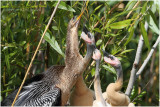 Anhinga - mom and chicken