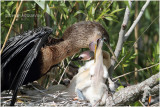 anhinga - mom feeding chicken 2.JPG