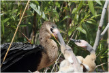 anhinga - mom feeding chicken 3.JPG