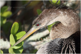 anhinga.JPG