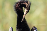 anhinga male 2.JPG