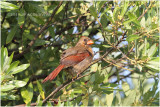 cardinal rouge - northern cardinal female.JPG