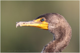 cormoran  aigrettes - double crested cormorant.JPG