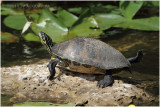 Florida tortoise.JPG