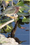 hron vert - green heron 1.JPG