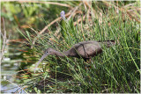 ibis falcinelle - glossy ibis 2.JPG