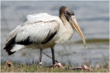 tantale dAmrique - woodstork.JPG