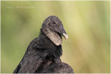 urubu noir - black vulture.JPG