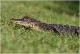 young alligator.JPG