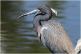 aigrette tricolore - tricolored heron.JPG