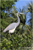 aigrette tricolore - tricolored heron 3.JPG