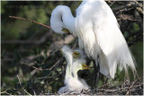 grande aigrette - great egret 4.JPG