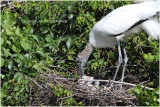 tantale - wood stork.JPG