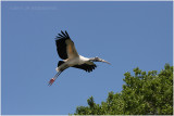 tantale - wood stork 3.JPG