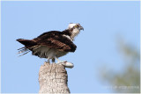 balbuzard - osprey 7.JPG