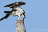 balbuzard - osprey 8.JPG