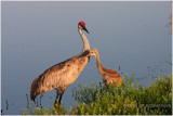 grue du Canada - sandhill crane 2.JPG