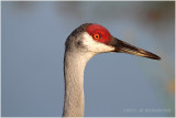 grue du Canada - sandhill crane 4.JPG