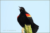 carouge  paulettes - red- winged blackbird.JPG