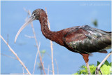 ibis falcinelle - glossy ibis.JPG