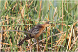 quiscale - boat-tailed grackle female.JPG