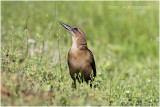 quiscale - boat-tailed grackle female 2.JPG