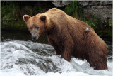 brown bear 5021.JPG