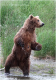 standing bear 4330.jpg