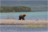 Katmai brown bear 4914.jpg