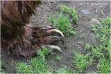 griffe dours - bear claws 4964.jpg