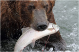 fishing bear  4189.jpg